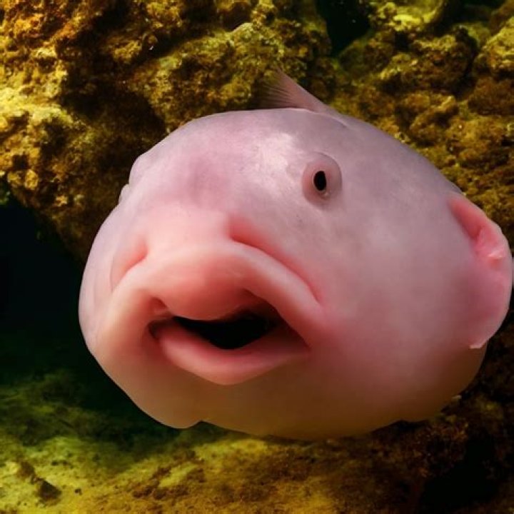 The Ugliest Animal Alive: An In-Depth Look at Nature's Most Unattractive Creatures