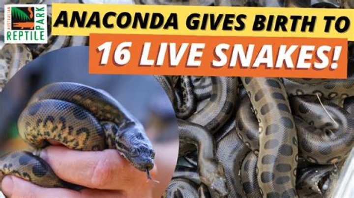 The Wild Truth Behind the Viral Sensation: One Girl, One Anaconda Video