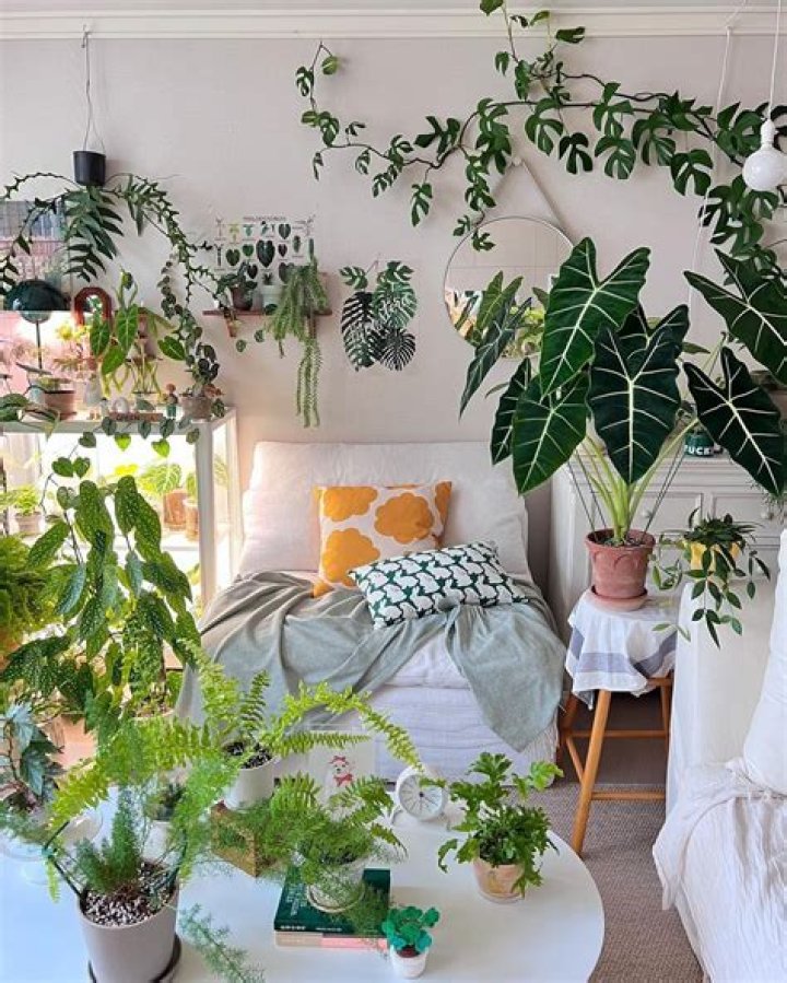 Uncover the Secrets to Enhancing Your Home with Tiny ASA Plants