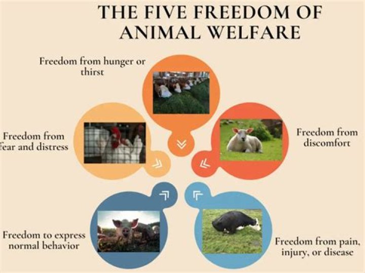 Understanding Anderson Humane: A Comprehensive Guide to Animal Welfare and Community Involvement
