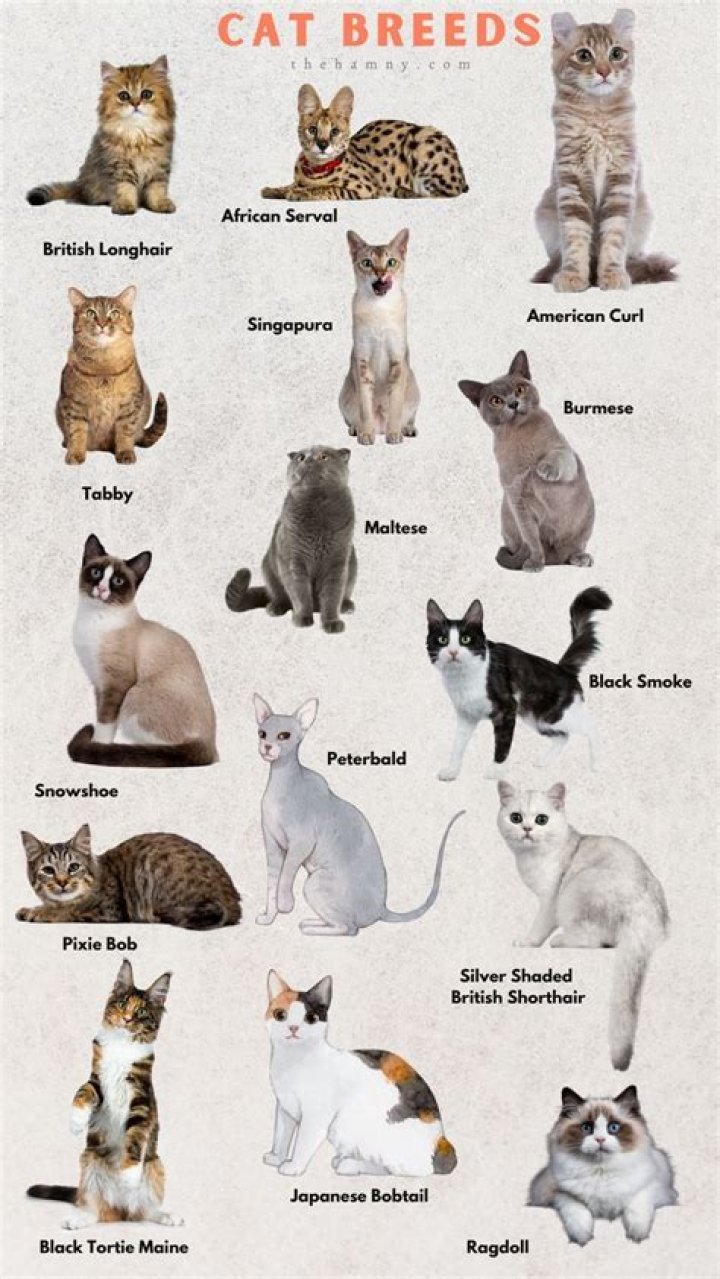 Understanding the Bambino Cat: A Unique Breed for Cat Lovers