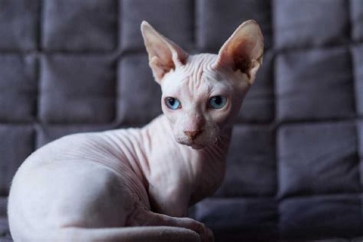 Understanding the Bambino Cat: A Unique Feline Companion