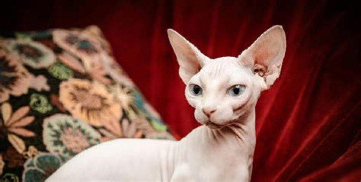 Understanding the Fascinating World of Bambino Sphynx Cats