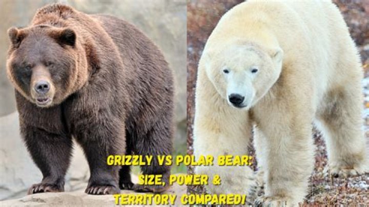 Understanding the Grizzly Polar Bear: Nature's Unique Hybrid