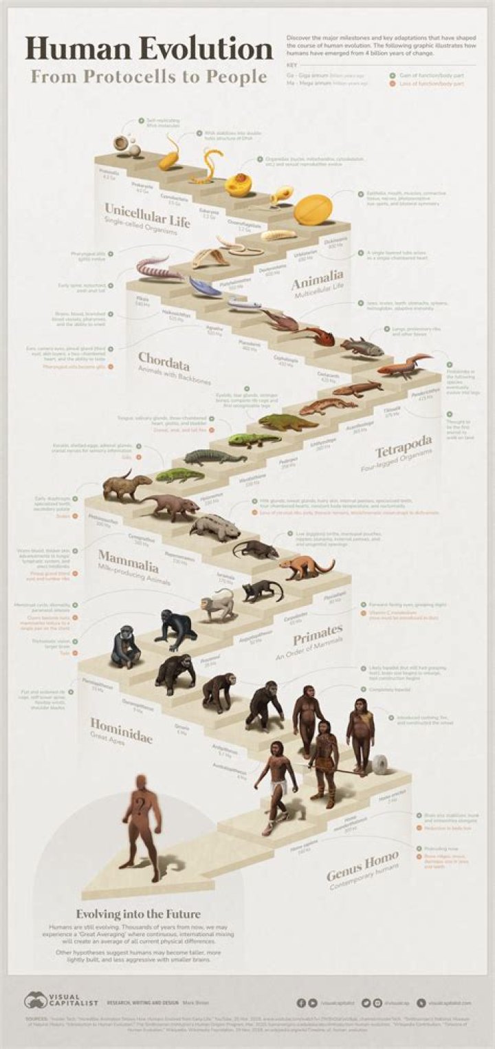 Understanding the Prey Eyes of Humans: A Comprehensive Exploration