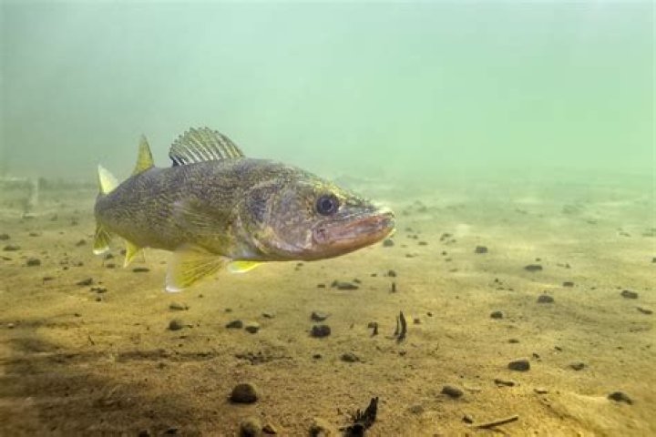 Understanding the Toledo Walleye: A Comprehensive Guide to This Iconic Fish