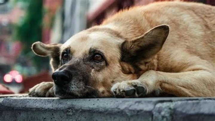 Unleashing the Charm of IMskirby Dog: Your Ultimate Companion