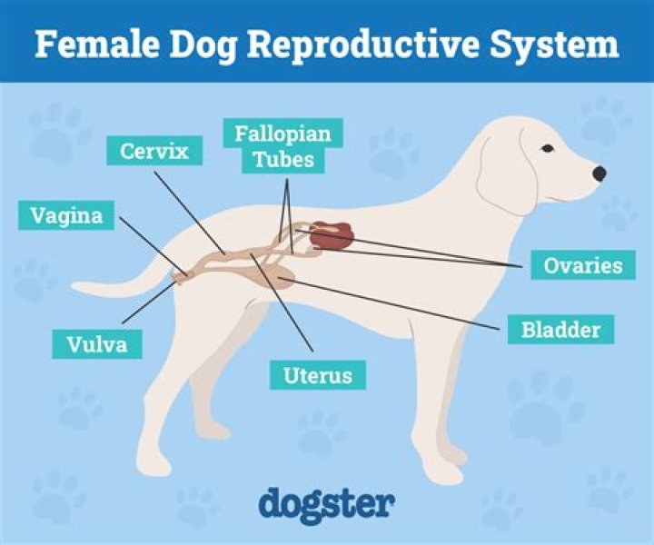Unleashing the Power of Dogxxx: A Comprehensive Guide for Enthusiasts