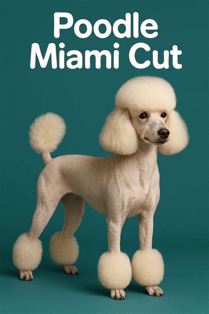 Unveiling the Charm of the Poodle Miami Cut