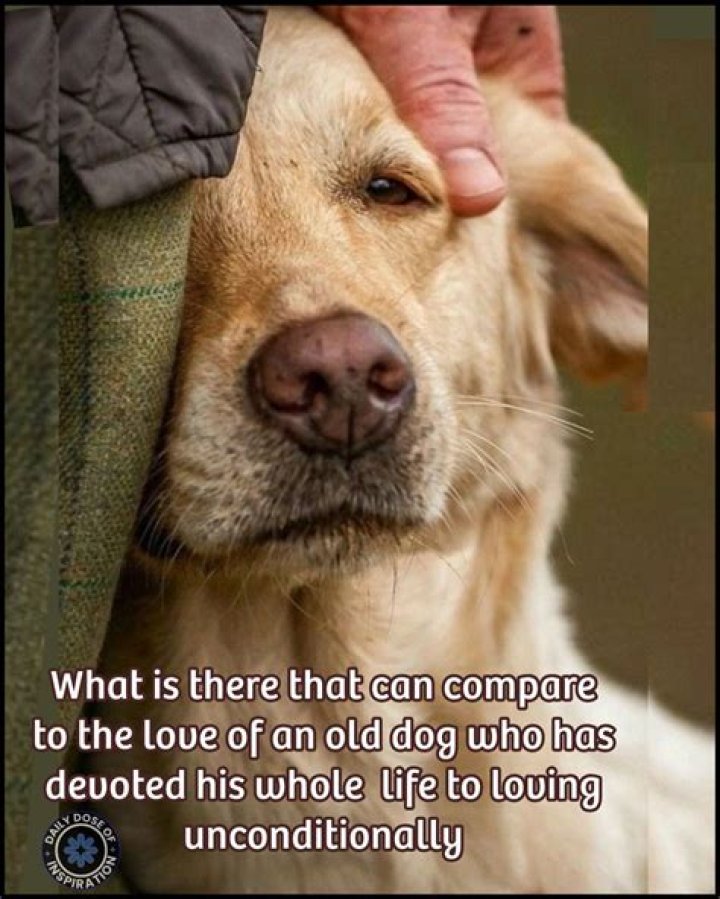 We Don't Deserve Dogs: Understanding the Unconditional Love of Our Canine Companions