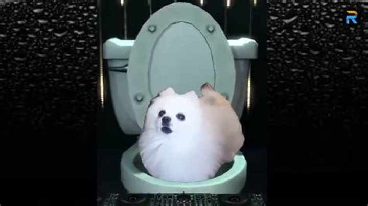 Why IMSkirby Dog Videos Are Captivating Hearts Worldwide