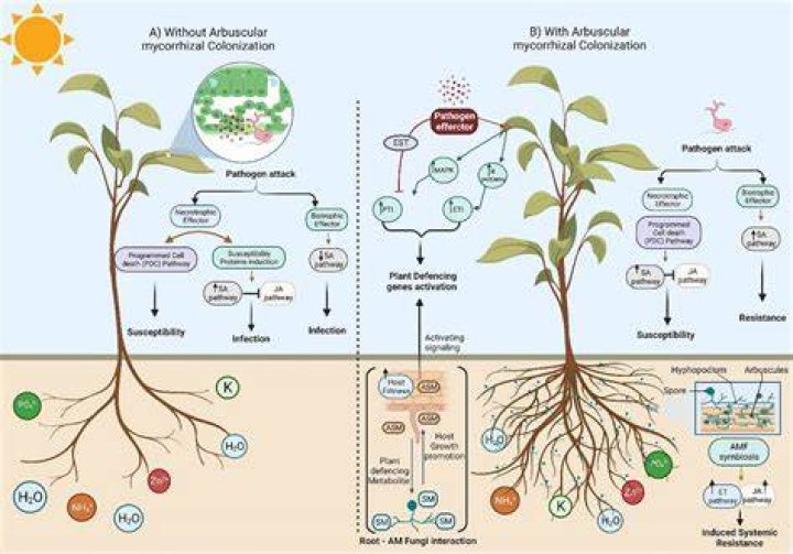 Why Vegamovis is Revolutionizing the World of Plant-Based Nutrition